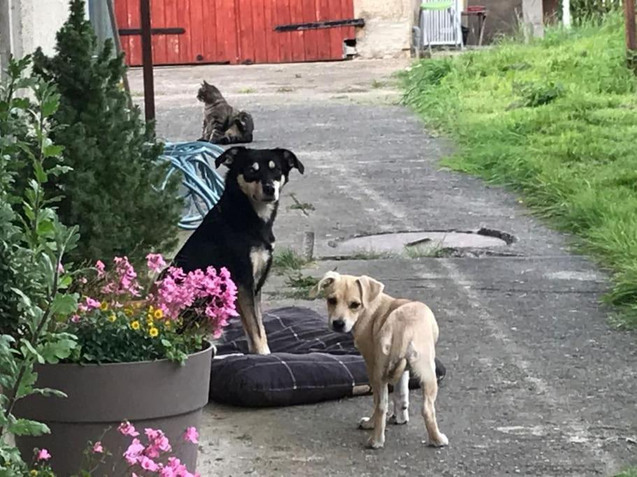 Ferienwohnung Kompass Nahe Der Ostsee Im Gruenen Bad Doberan Esterno foto
